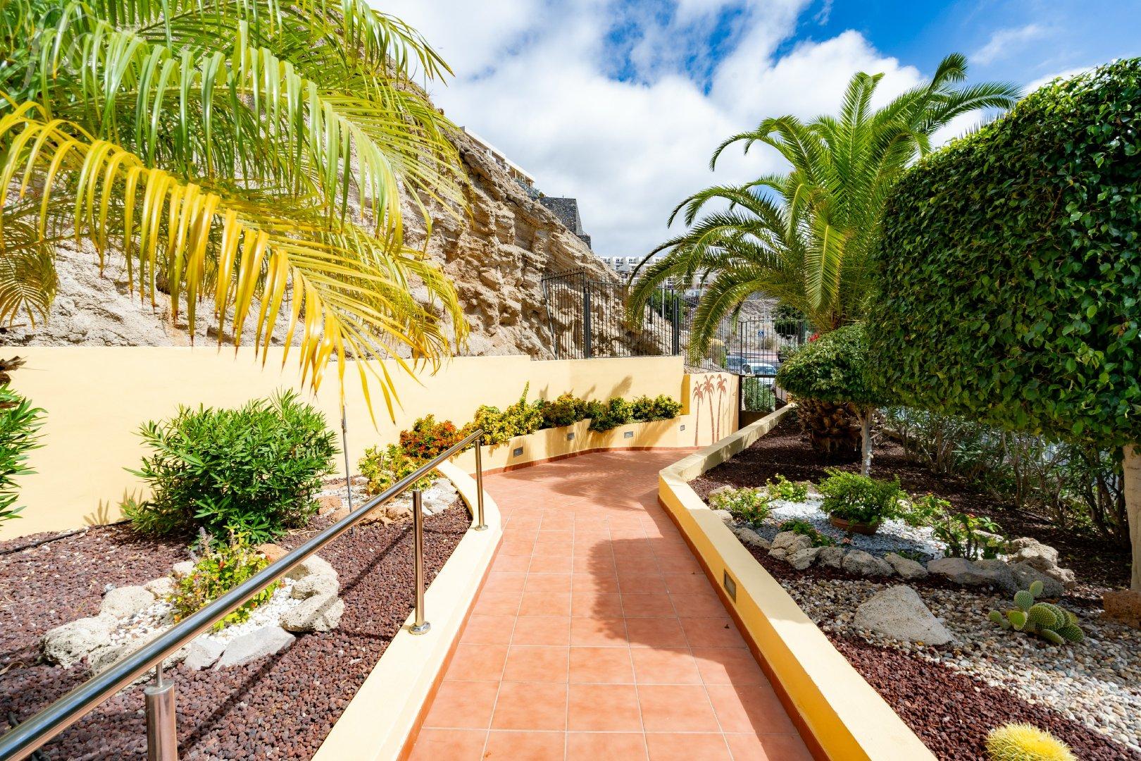 Tenerife - Torviscas Alto 1